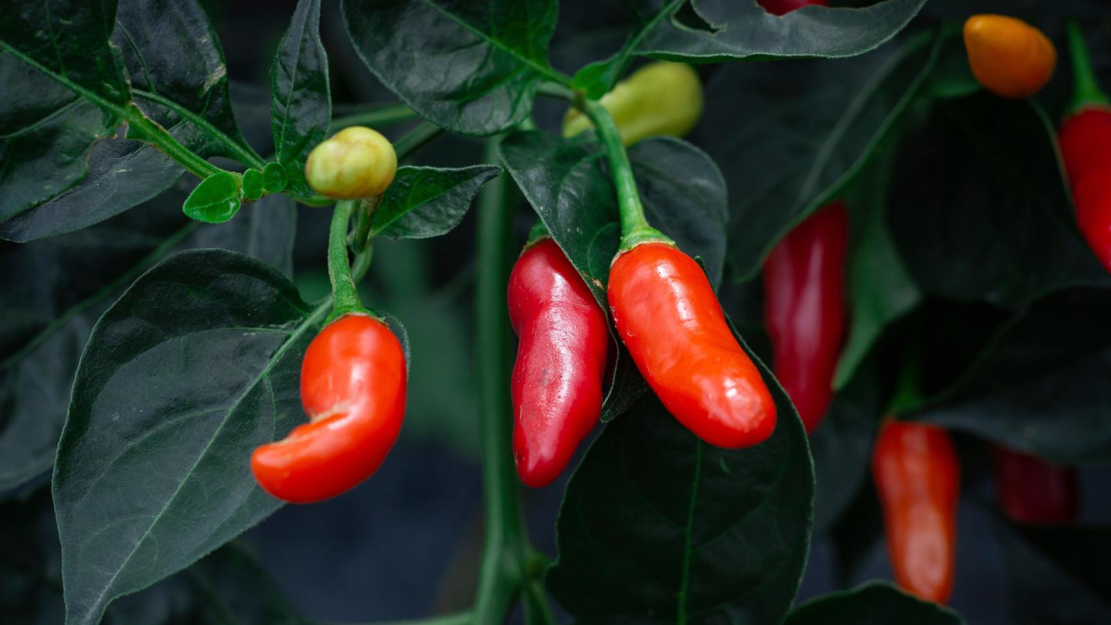 Peperoncini ripieni