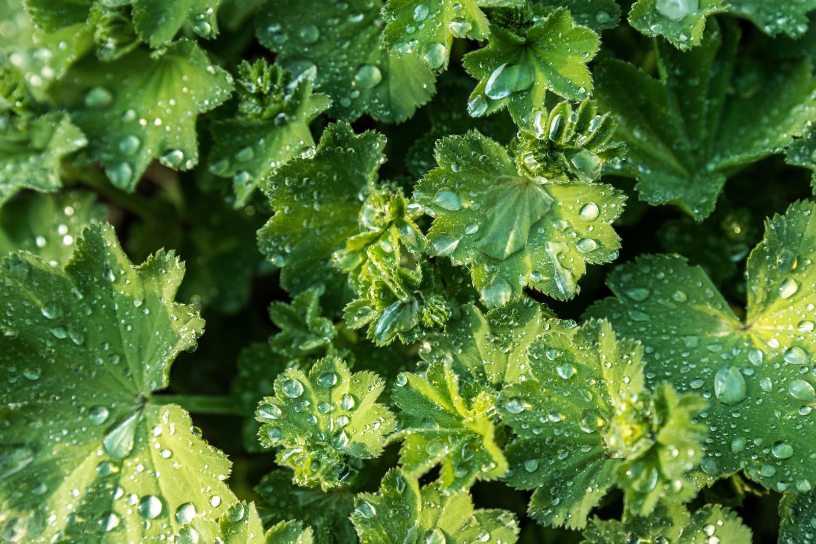 Alchemilla: Il Segreto Verde delle Streghe – Scopri i Poteri Curativi dell’Erba delle Donne
