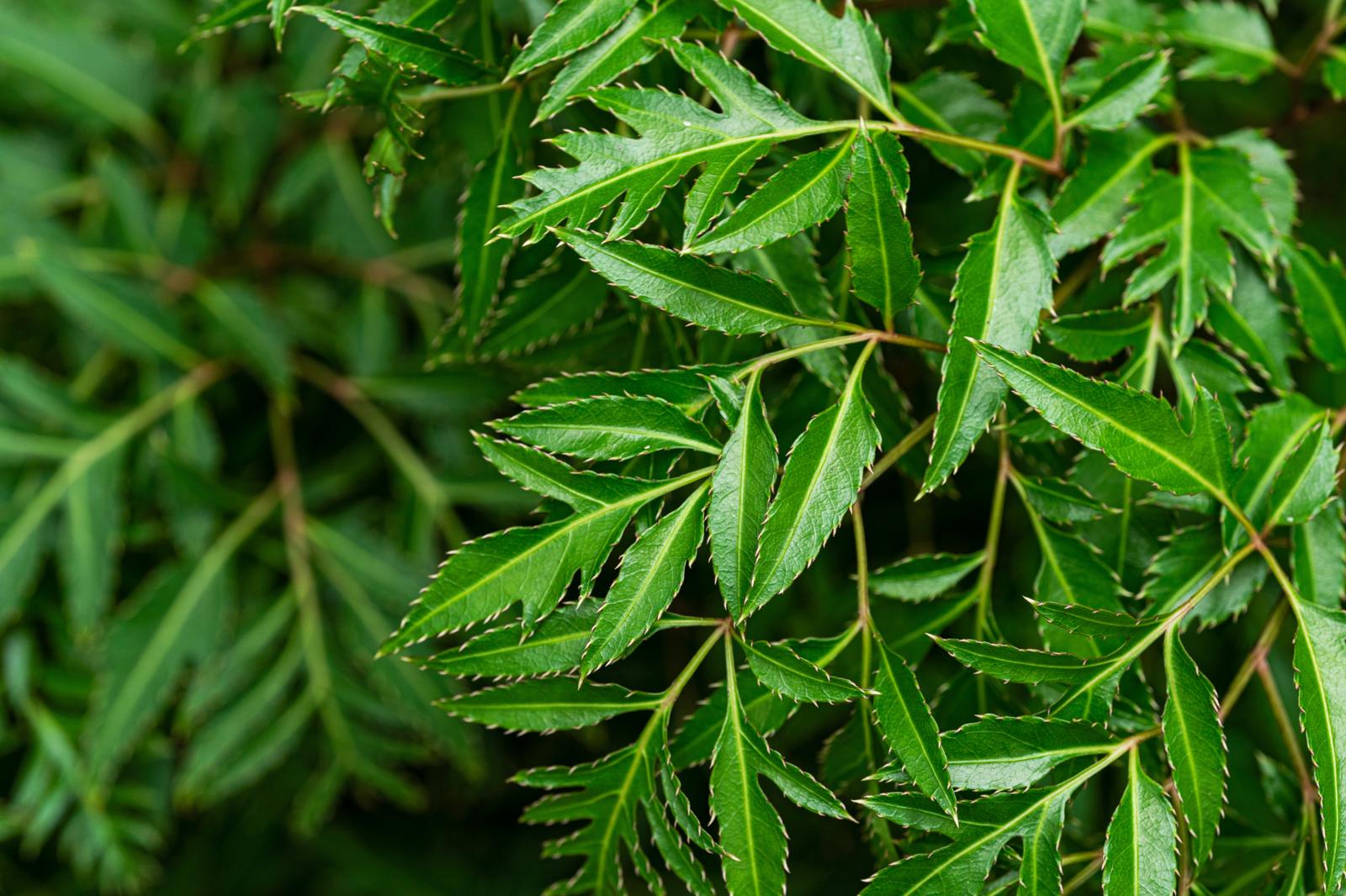Esplorando l’Aralia: i Segreti Antichi e Moderni delle Erbe Curative