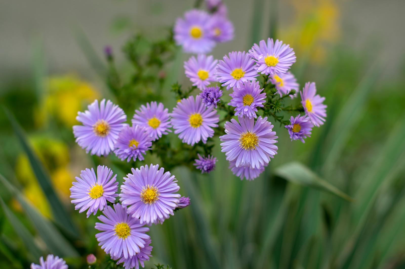 Aster Miracolosi: Scopri i Segreti Antichi e le Virtù Curative delle Erbe Stellate!