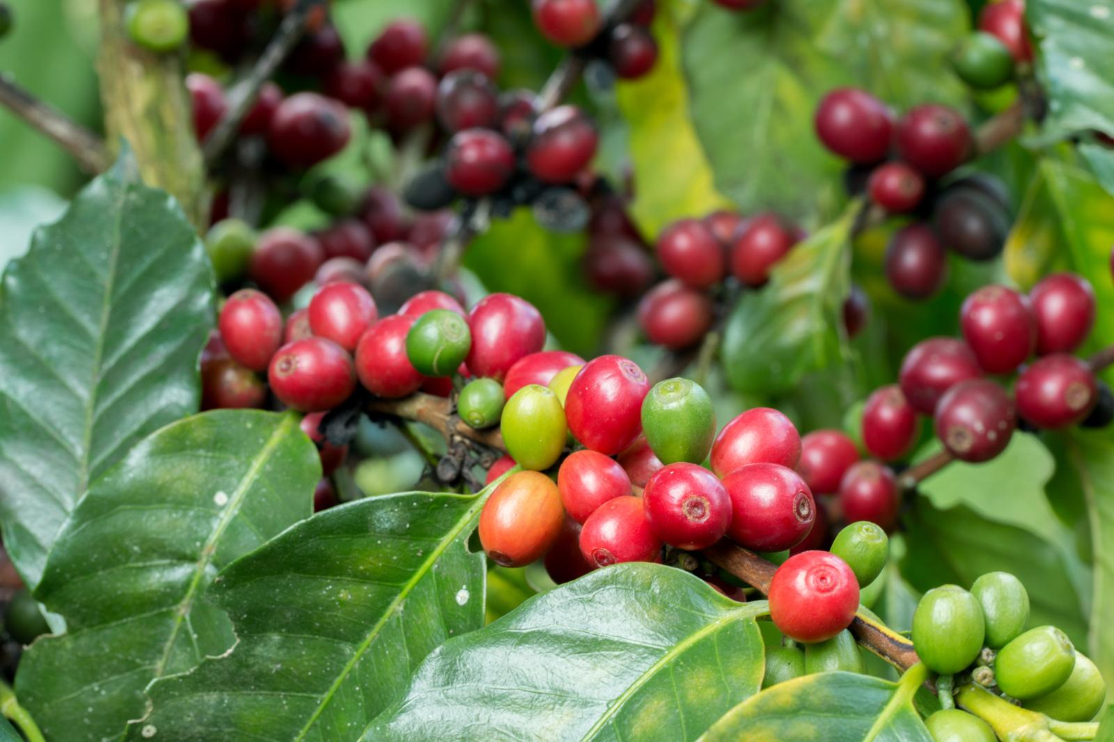 Caffè Verde: Scopri la Rivoluzione Salutare e Energetica delle Erbe Miracolose!