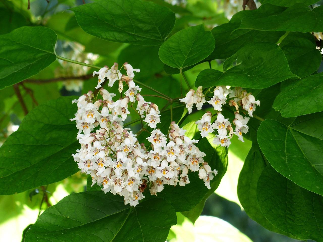 La Catalpa Incantevole: Scopri i Segreti e le Virtù Sorprendenti di Questa Erba Miracolosa!