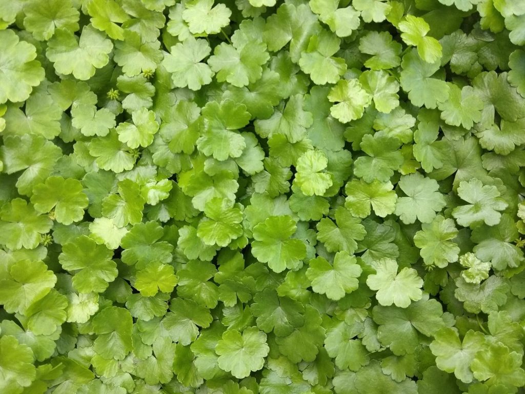 Centella Asiatica