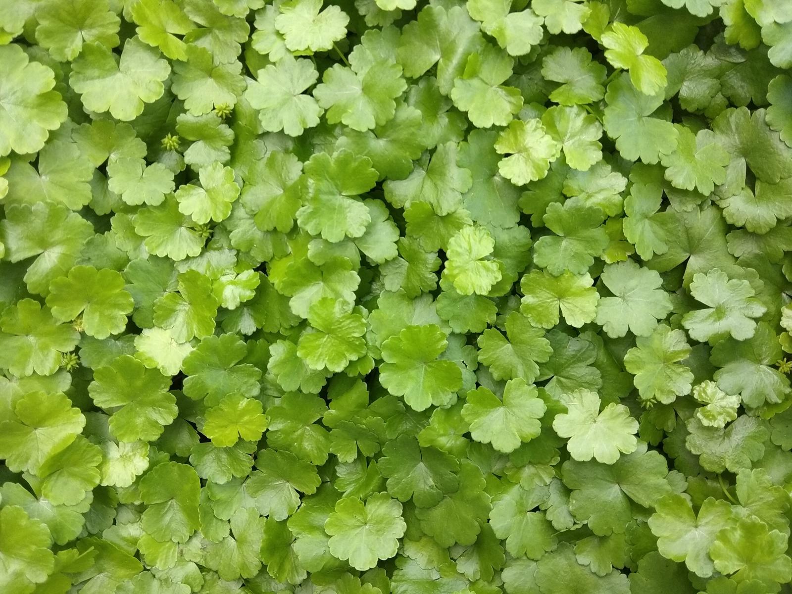 Centella Asiatica: Il Segreto Antico per una Pelle Ringiovanita e un Benessere Incredibile!