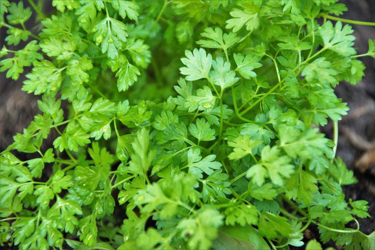 Magia Verde in Cucina: Cerfoglio, l’Erba Aromatica che Rivoluziona i Tuoi Piatti!