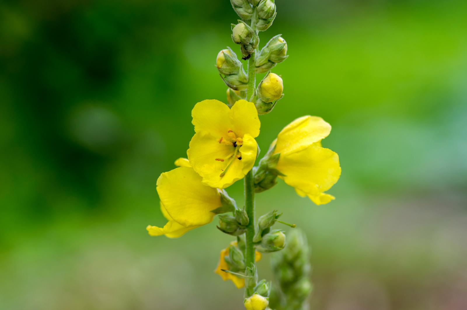 Chaparral Secrets: Unveiling the Potent Powers of Nature’s Unsung Herbal Healer!