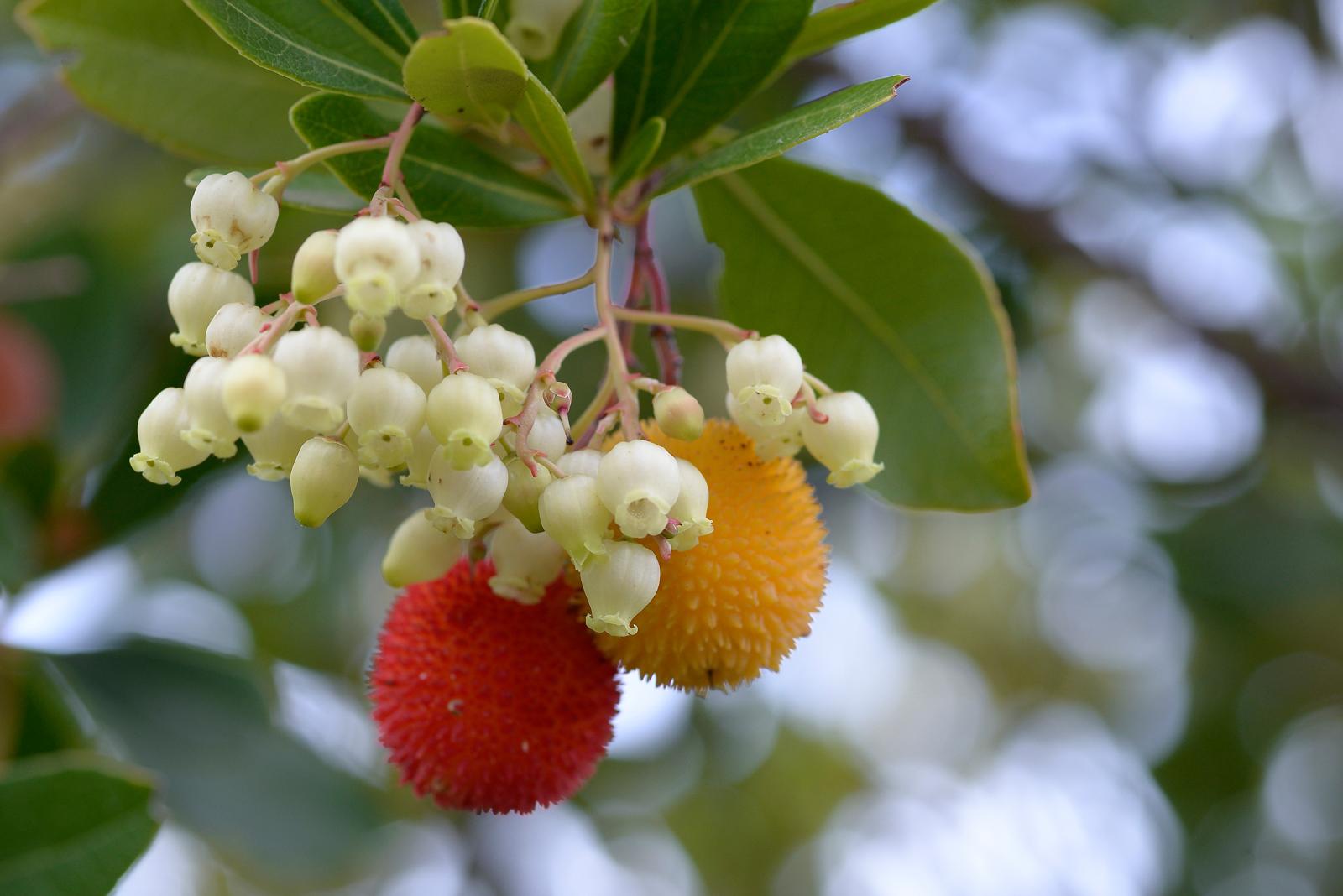 Il Corbezzolo: La Meravigliosa Pianta Mediterranea che Rivoluzionerà la tua Salute e il tuo Giardino