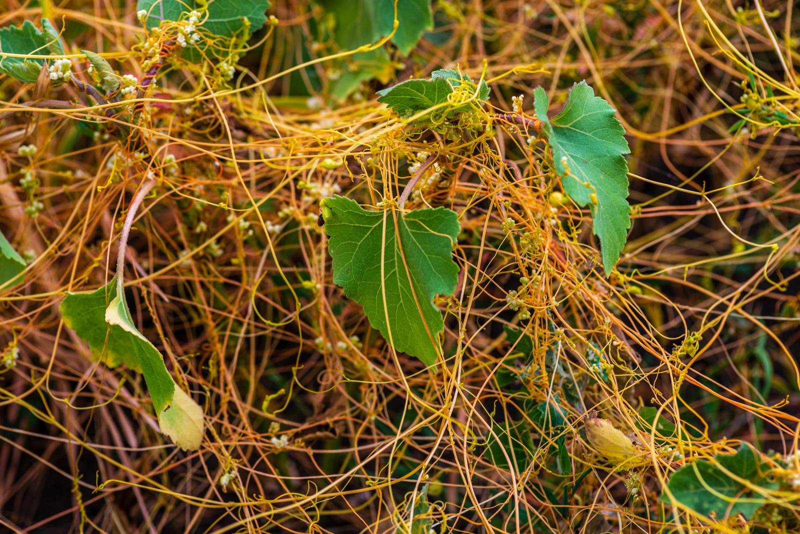 La Cuscuta Incatenata: Scopri il Parassita Vegetale che Sfida le Leggi della Natura!