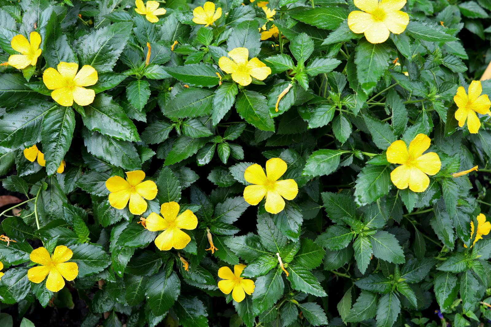 Damiana: L’erba Misteriosa che Risveglia i Sensi e Rafforza il Benessere