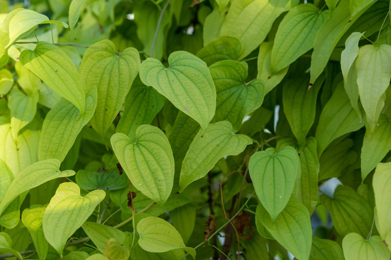 Dioscorea: La Radice Miracolosa che Rivoluziona il Benessere – Scopri i Segreti di Questa Antica Erba