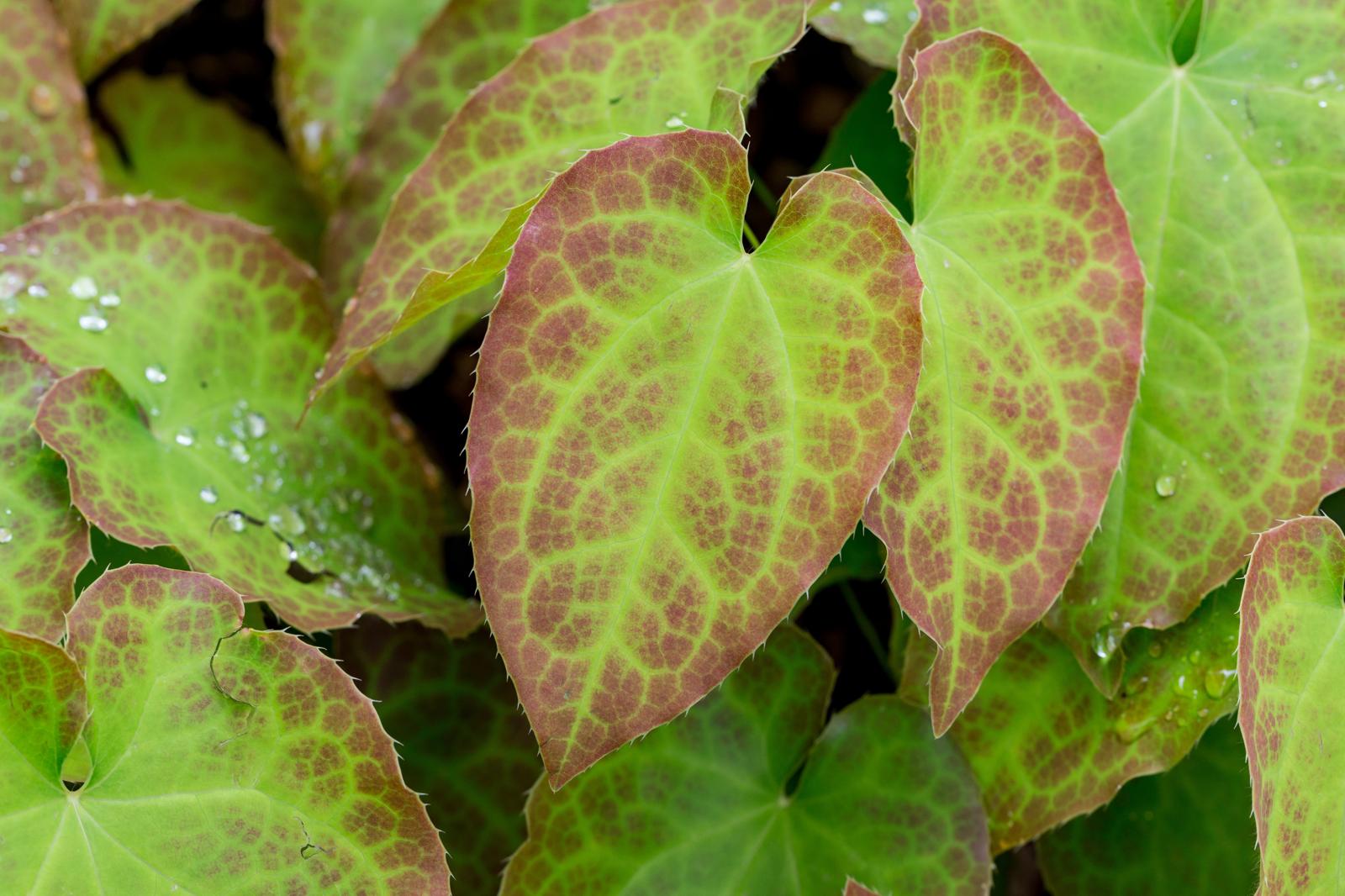 Epimedium: La Miracolosa Erba del Desiderio che Sta Rivoluzionando la Salute Naturale