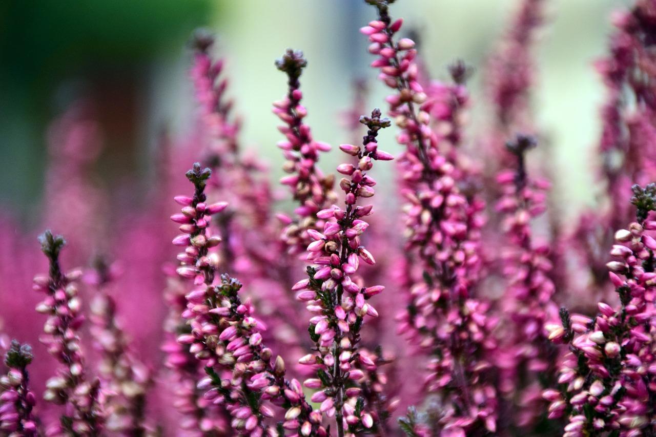 Erica Miracolosa: Scopri i Segreti e le Virtù Nascoste di Questa Pianta Straordinaria!