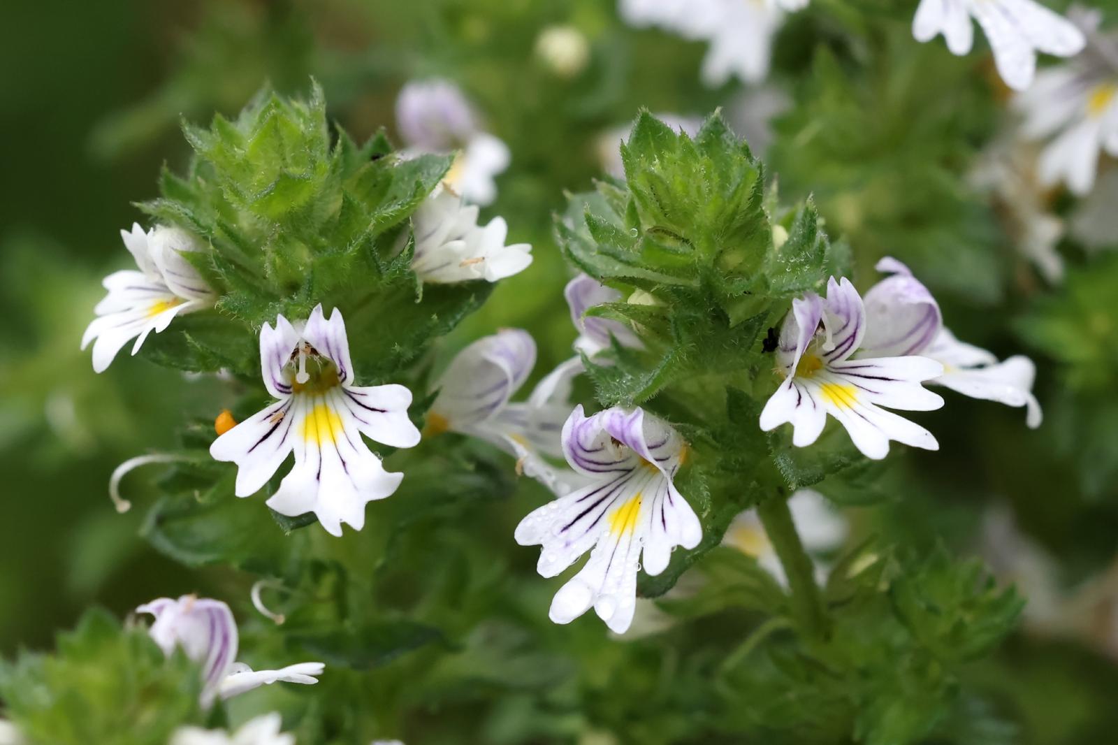 Eufrasia: il miracolo verde per la salute dei tuoi occhi – scopri i benefici segreti di questa erba straordinaria!