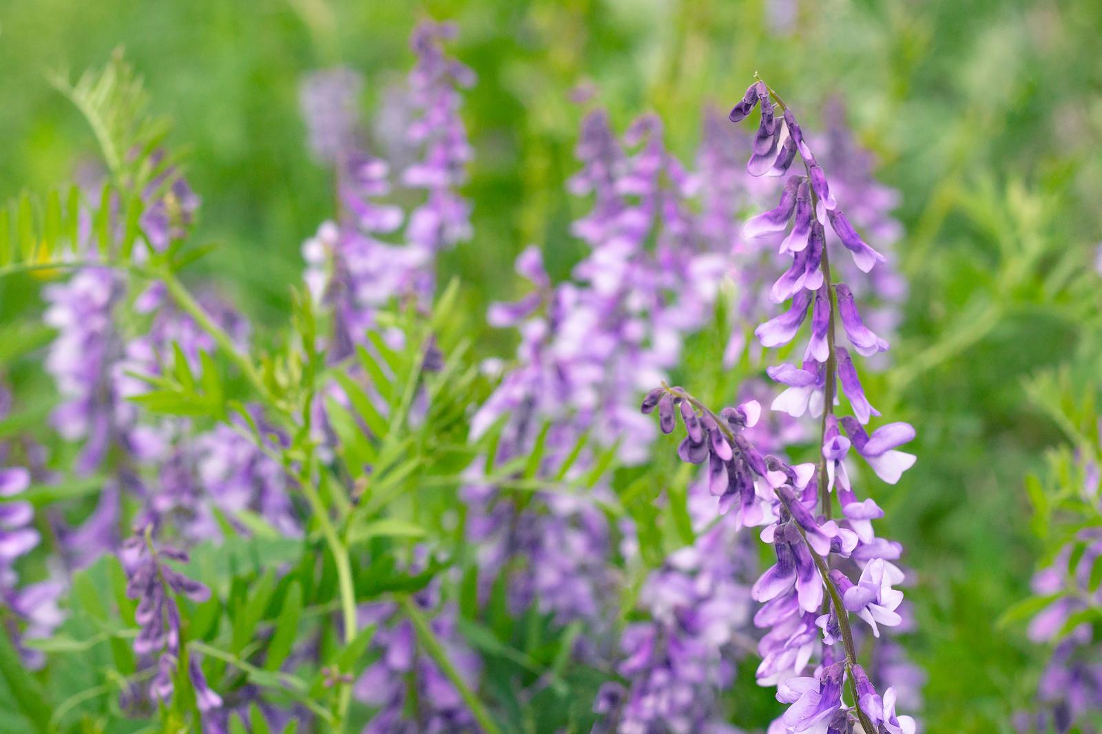 Galega: la Pianta Miracolosa che Rivoluziona il Benessere Naturale!