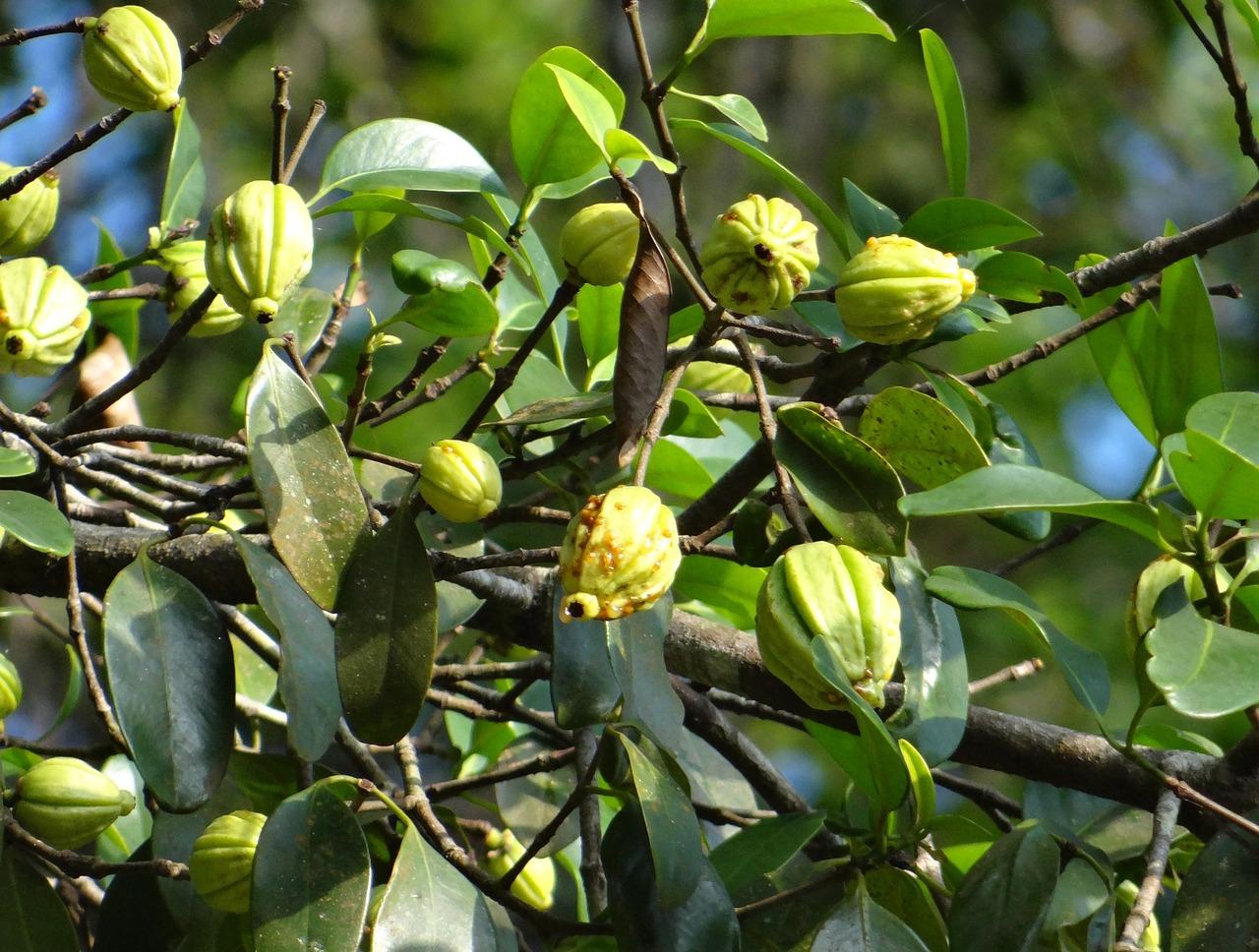 Garcinia Miracolosa: Scopri Come Questa Supererba Può Rivoluzionare il Tuo Benessere e Aiutarti a Perdere Peso Naturalmente!