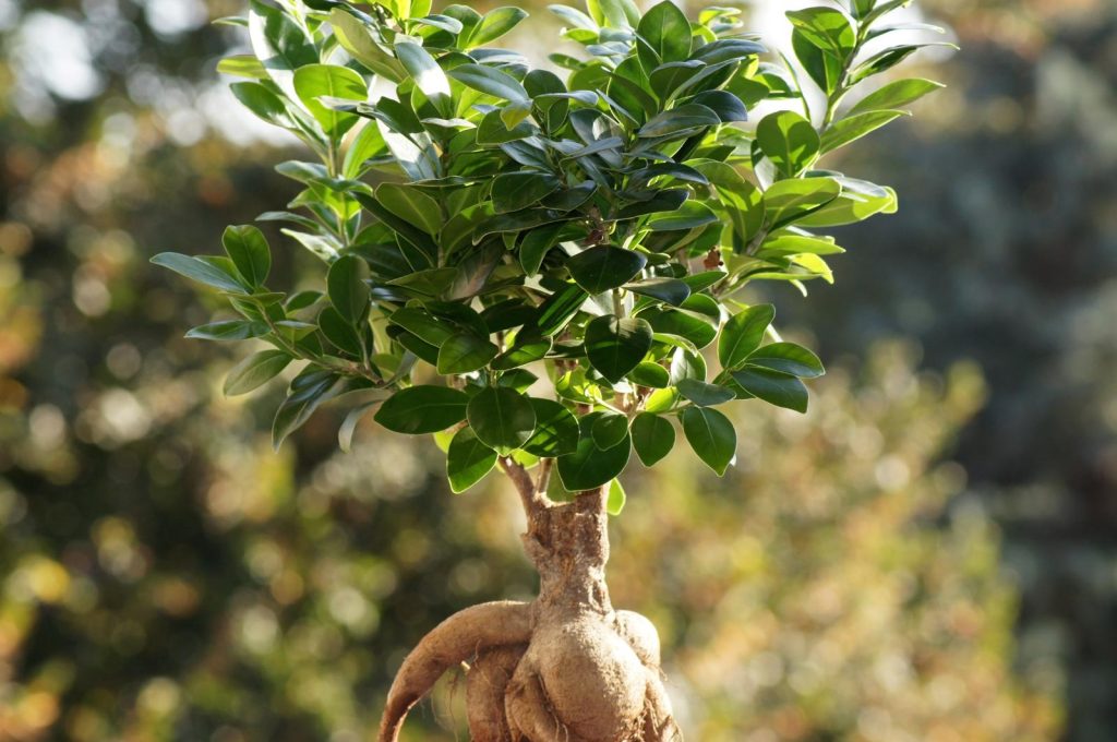 Ginseng