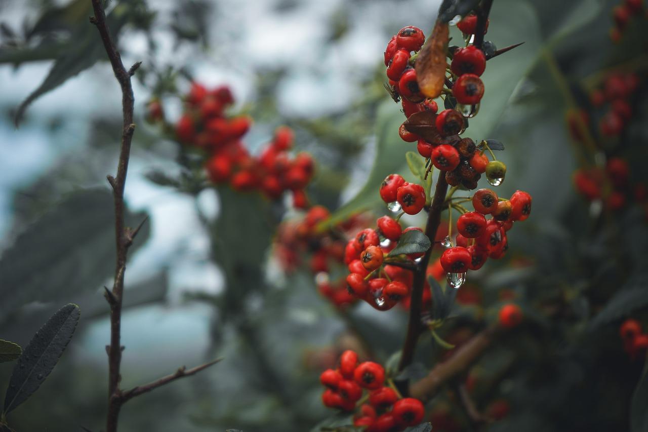 Goji: Il Superfood Rosso che Rivoluziona la Tua Salute – Scopri i Segreti delle Bacche di Lunga Vita!