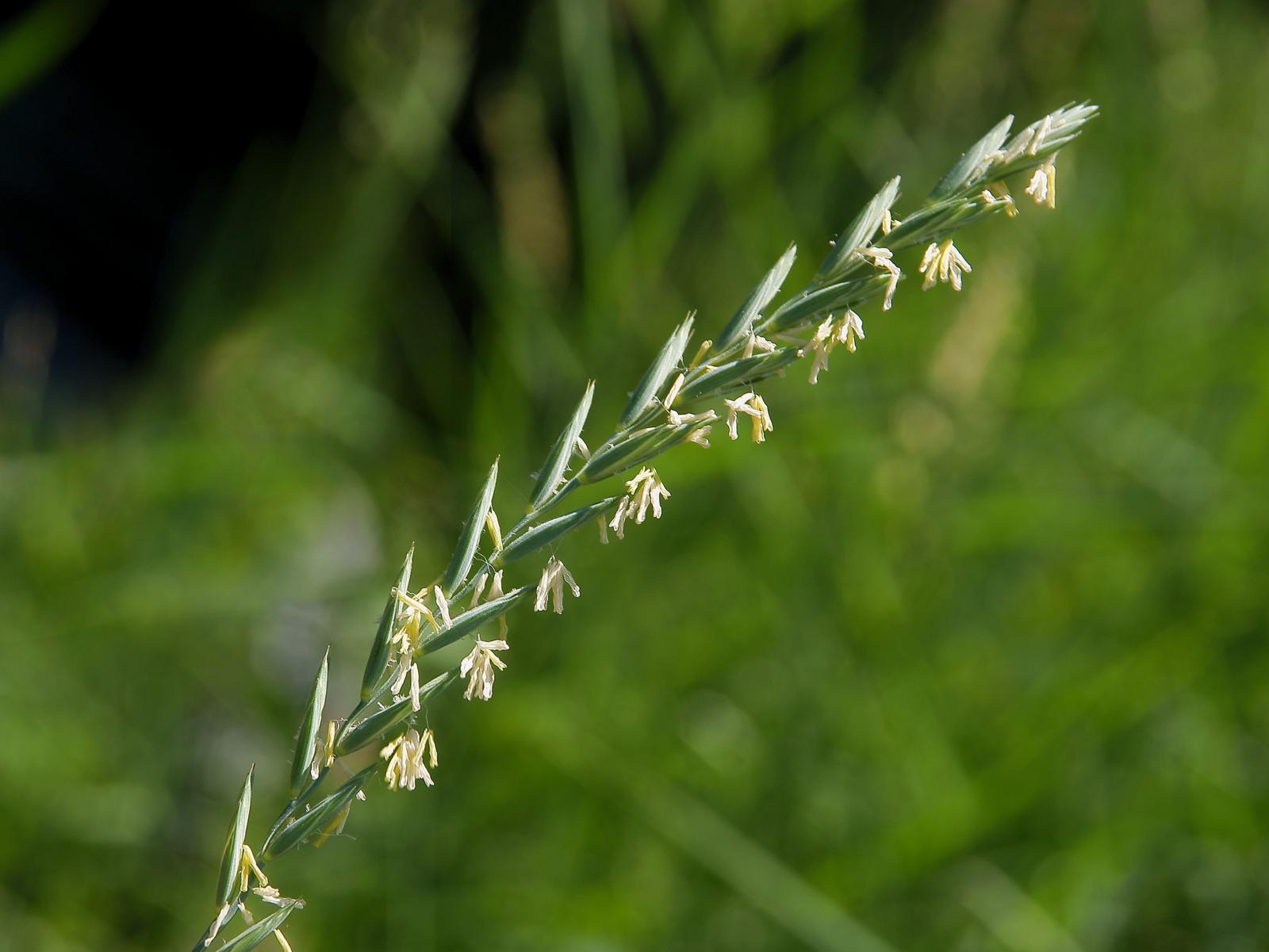 Gramigna: il segreto verde per un giardino lussureggiante e una salute ferrea!