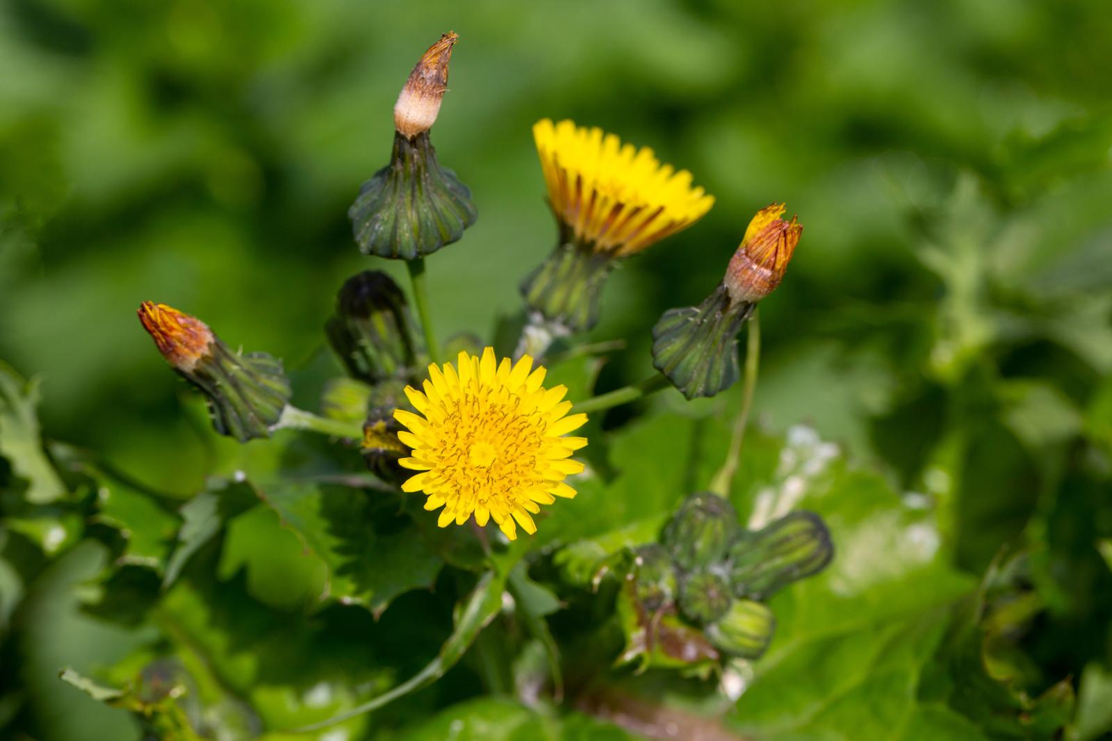 Grespino: Il Supereroe Verde del Tuo Giardino – Scopri i Segreti Salutari di Questa Pianta Straordinaria!