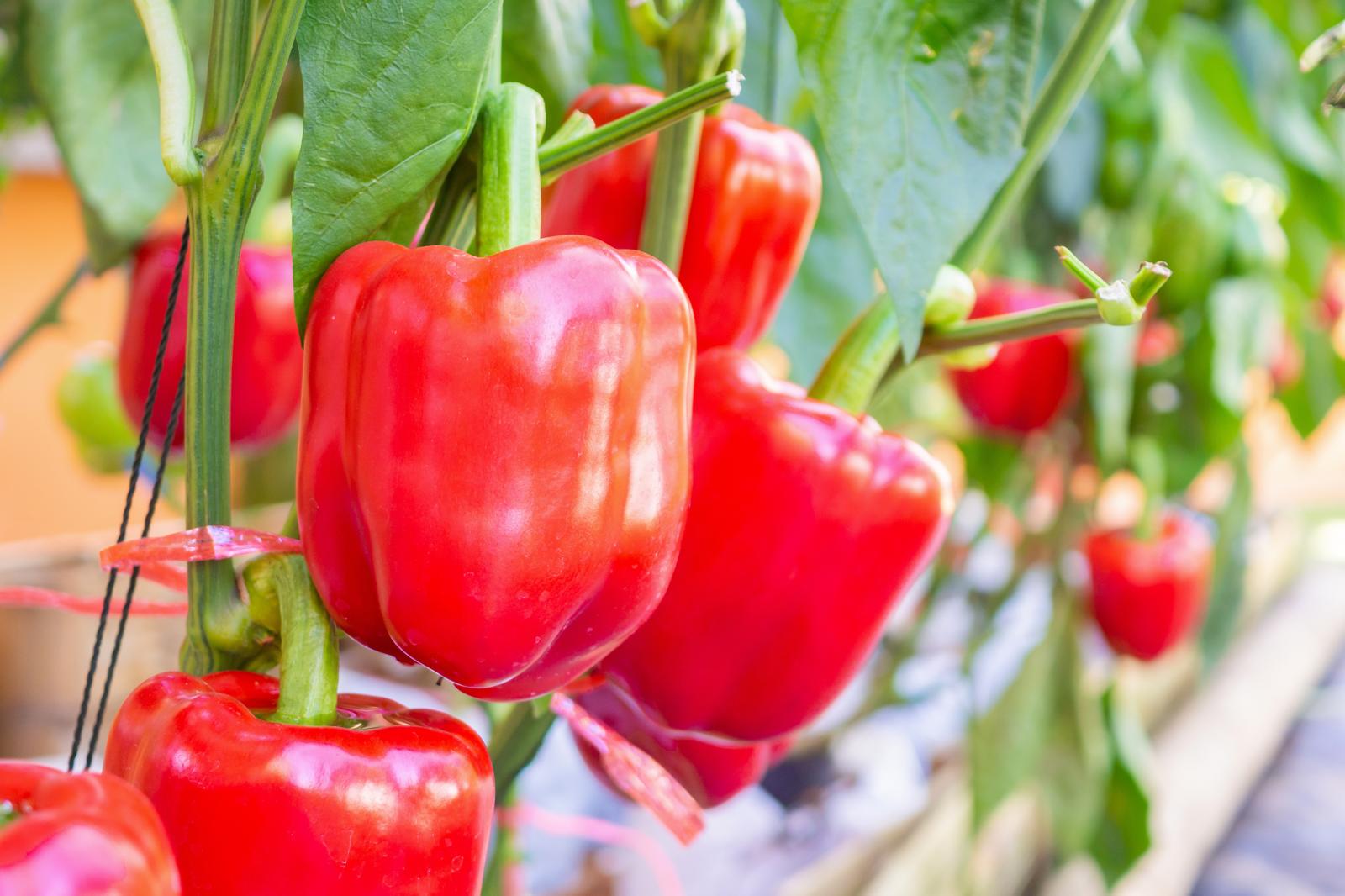 Peperoni Ponderati: Scopri la Verità Sul Loro Ruolo nel Tuo Peso!