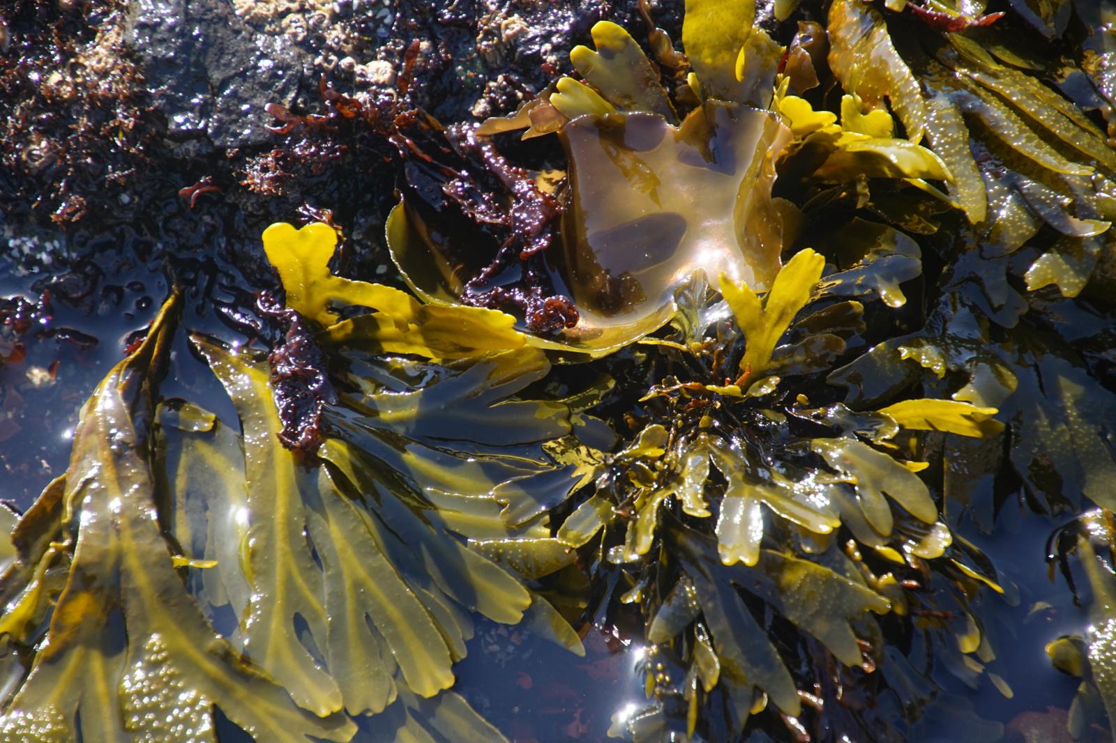 Kelp Universo Verde: Scopri i Superpoteri dell’Alga Marina che Sta Rivoluzionando la Nutrizione e il Benessere