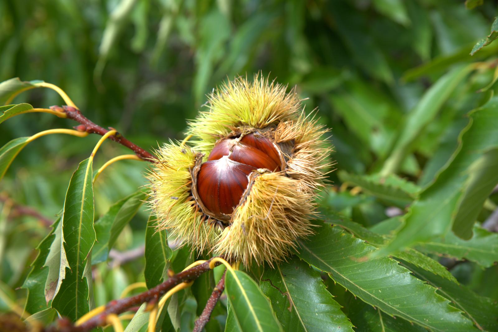 Le Castagne Fanno Ingrassare? Scopri la Verità Dietro questo Delizioso Frutto Autunnale!