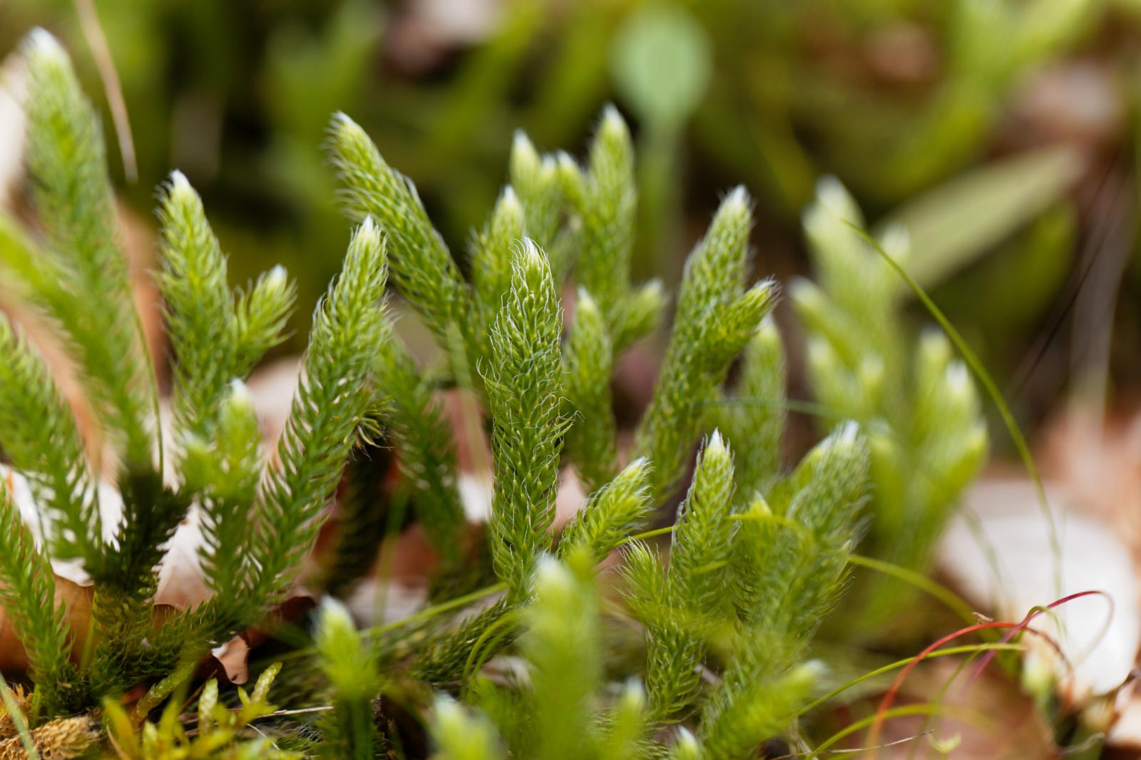 Licopodio: il Segreto Verde per il Benessere Millennale Scoperto dalle Erbe Antiche