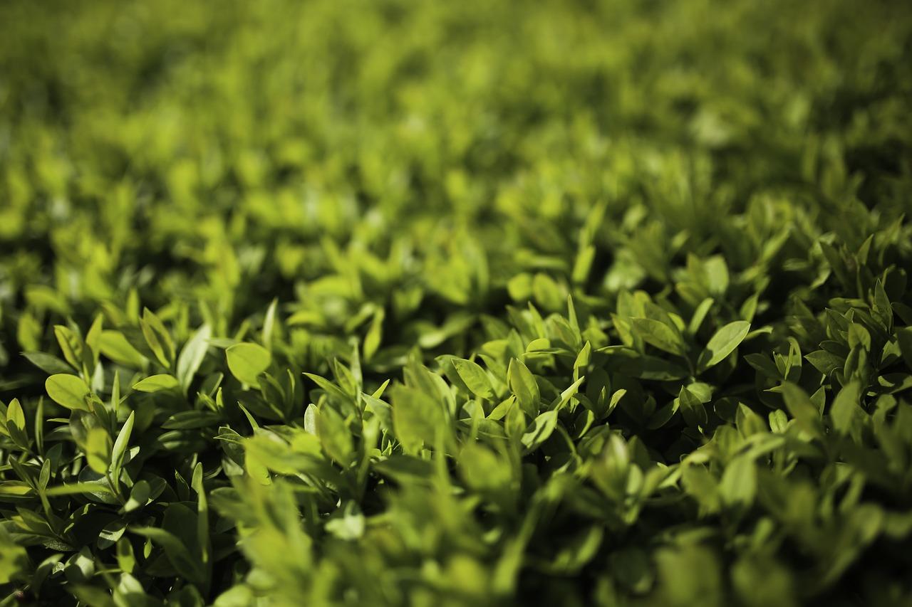 Ligustro: Il Segreto Verde per un Giardino Incantevole e Salutare