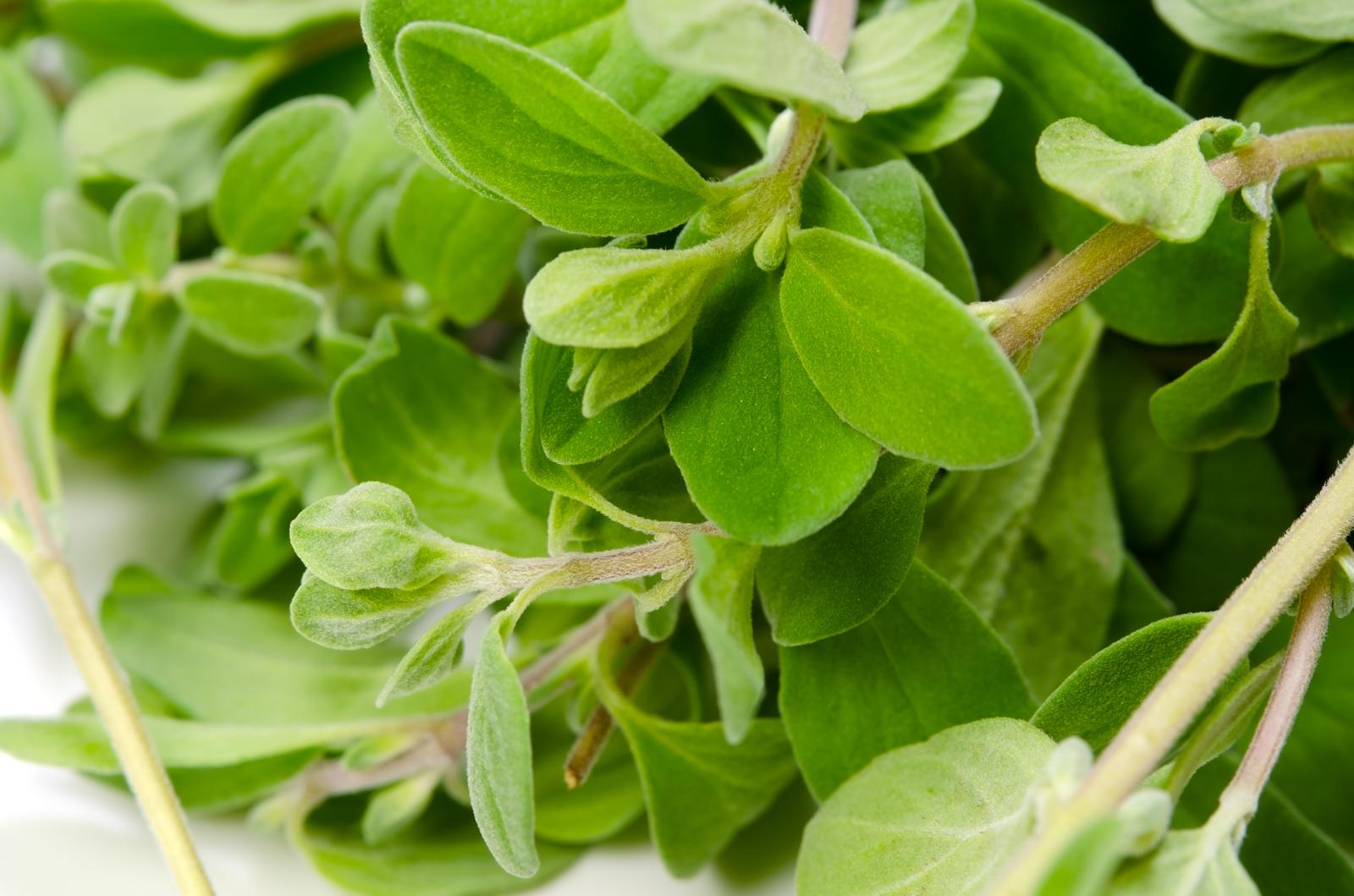 Maggiorana Miracolosa: Scopri i Segreti e le Virtù Inaspettate dell’Erba Aromatica che Rivoluziona la Cucina e il Benessere!