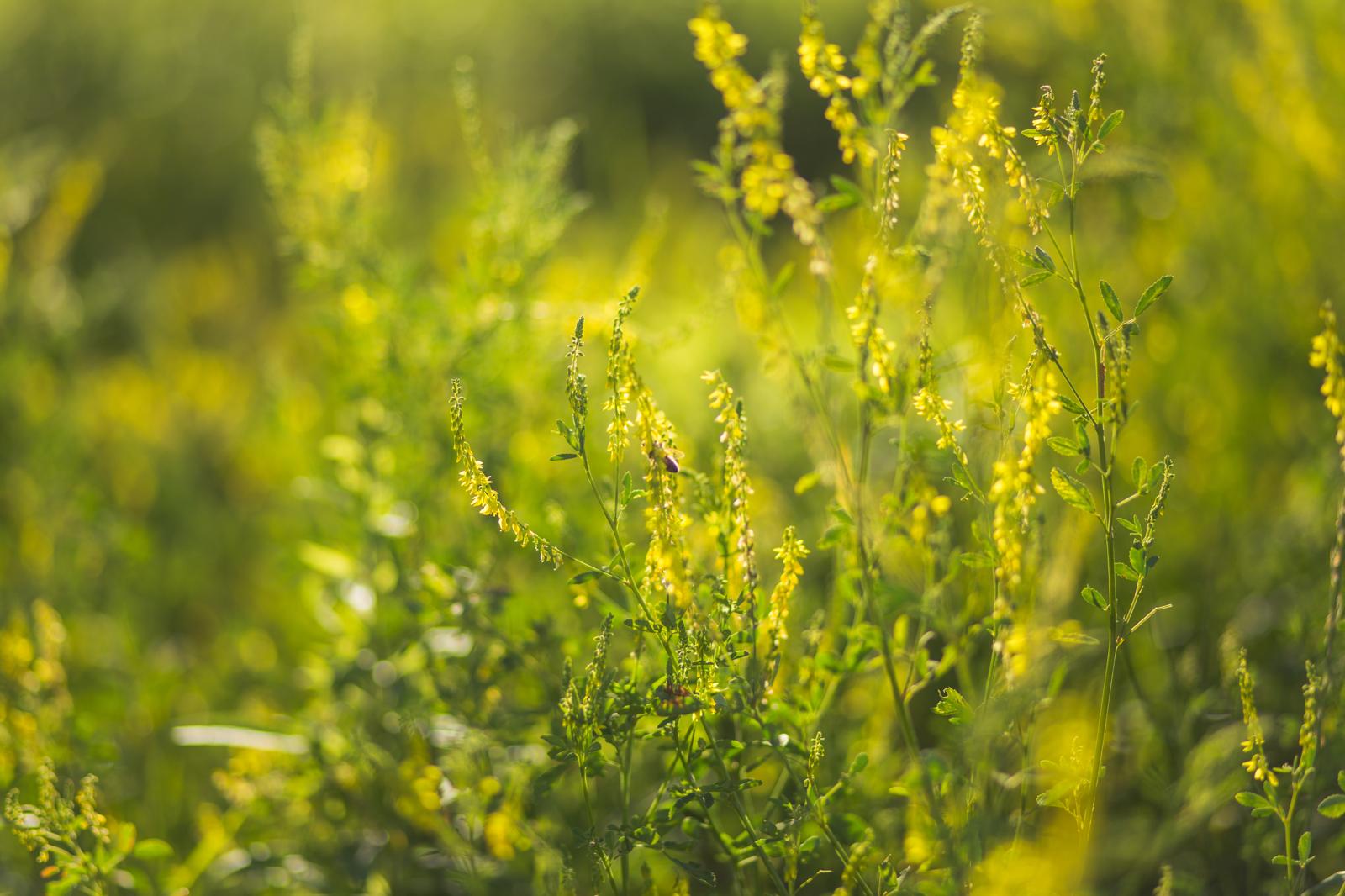 Meliloto Magico: Scopri i Segreti e i Benefici Sorprendenti di Questa Erba Miracolosa!