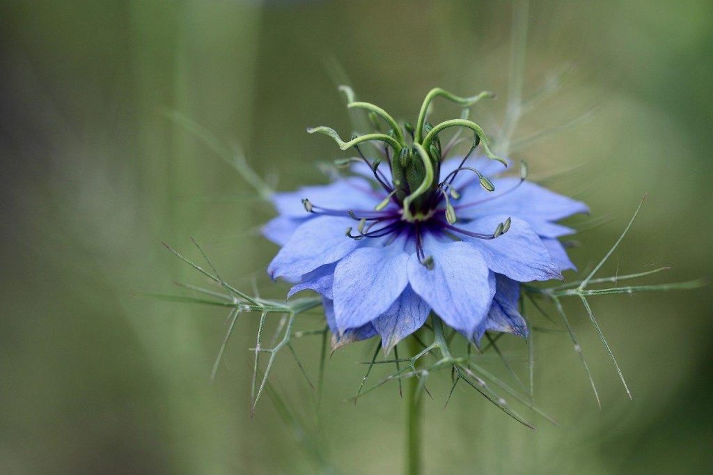 Nigella