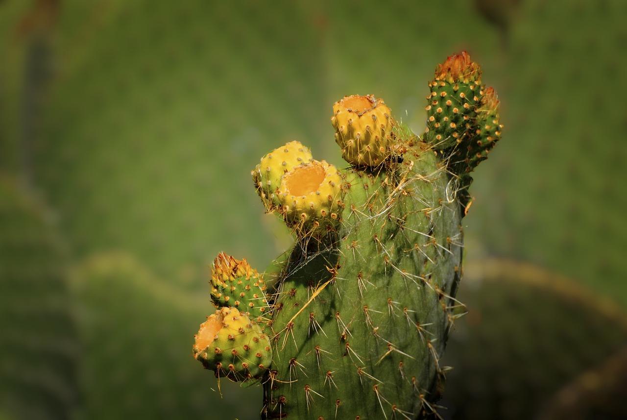Opuntia: Il Miracolo del Deserto – Scopri i Segreti Salutistici dell’Erba dei Miracoli!