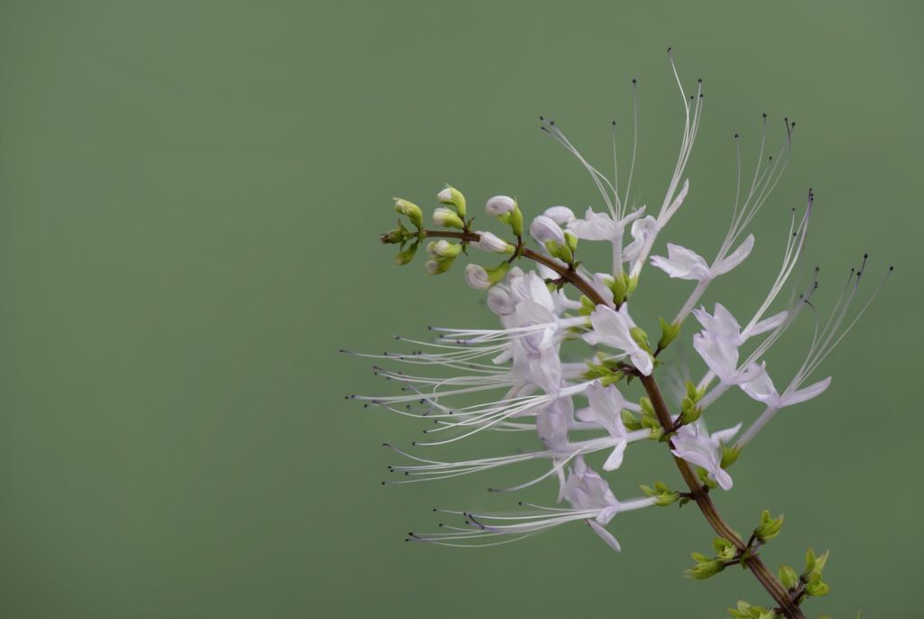 Orthosiphon