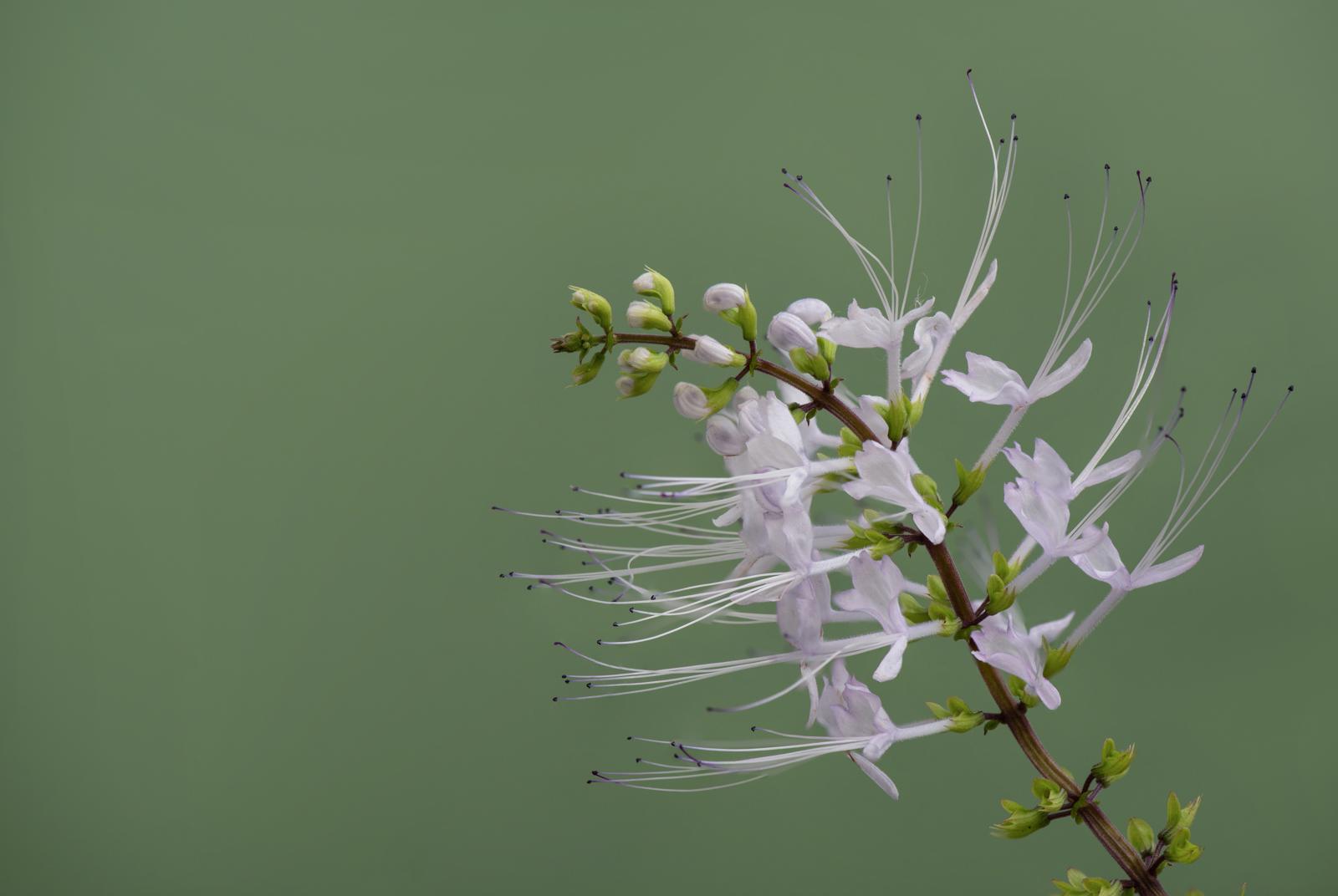 Orthosiphon Wonders: Unveiling the Secret Powers of Nature’s Own Kidney Tea!