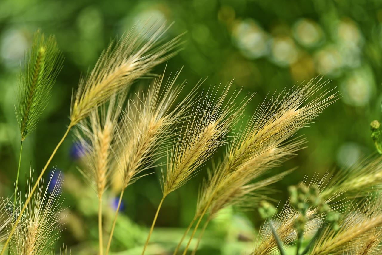 Orzo Magico: Scopri il Potere Rigenerante delle Erbe Nascoste nel Grano degli Dei!