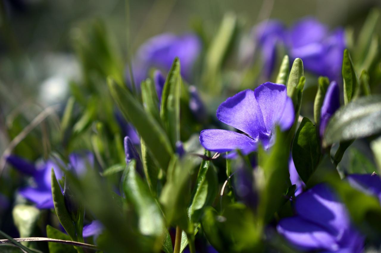 Pervinca: Il Segreto Verde per un Giardino Incantato e Salute Fiorita