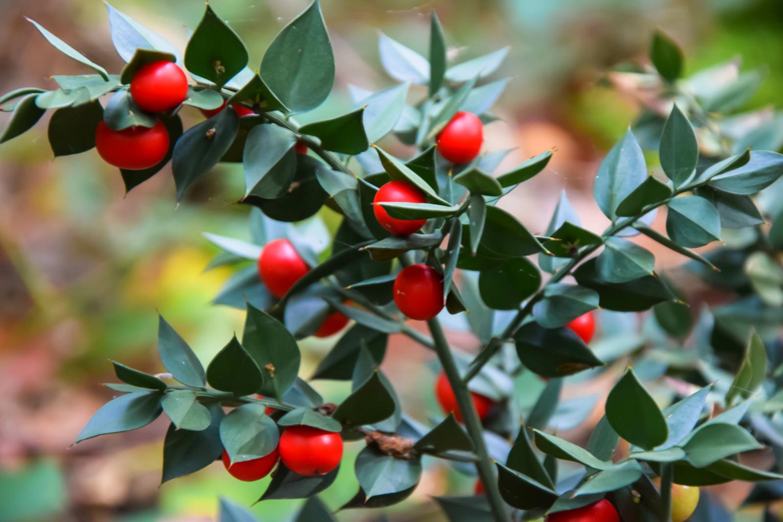 Pungitopo: l’Antico Alleato Verde per la Tua Salute e il Tuo Giardino – Scopri i Segreti di Questa Erba Miracolosa!