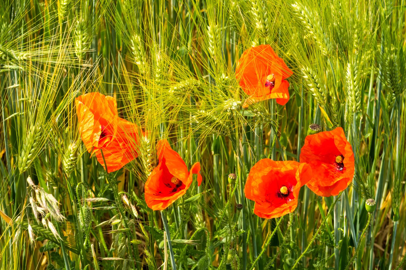 Rosolaccio: il Segreto Fiorito per un Giardino Selvaggio e un Tocco di Magia in Cucina!