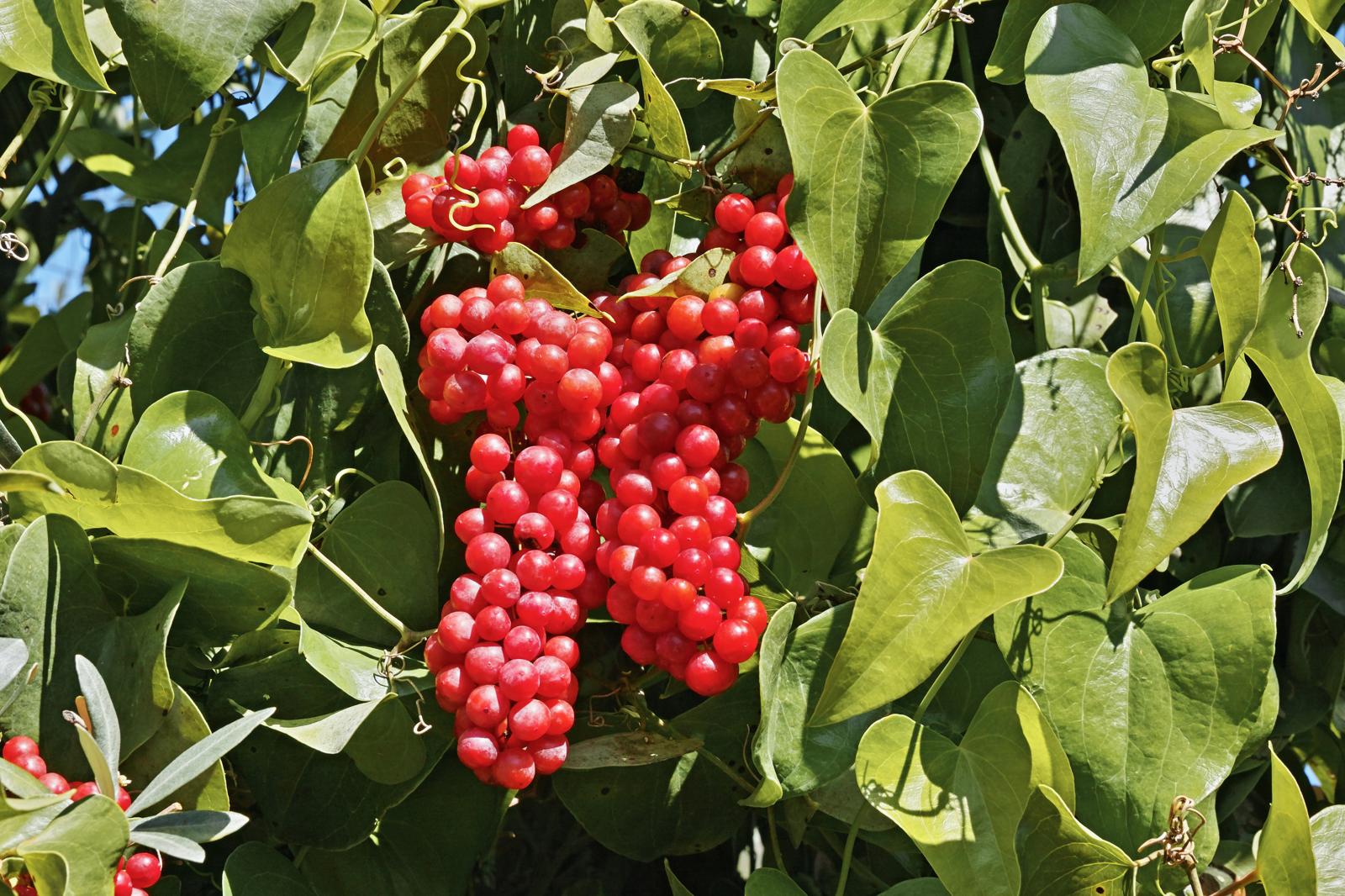 Salsapariglia: Il Segreto Verde per una Vitalità Naturale e una Pelle Radiosa!