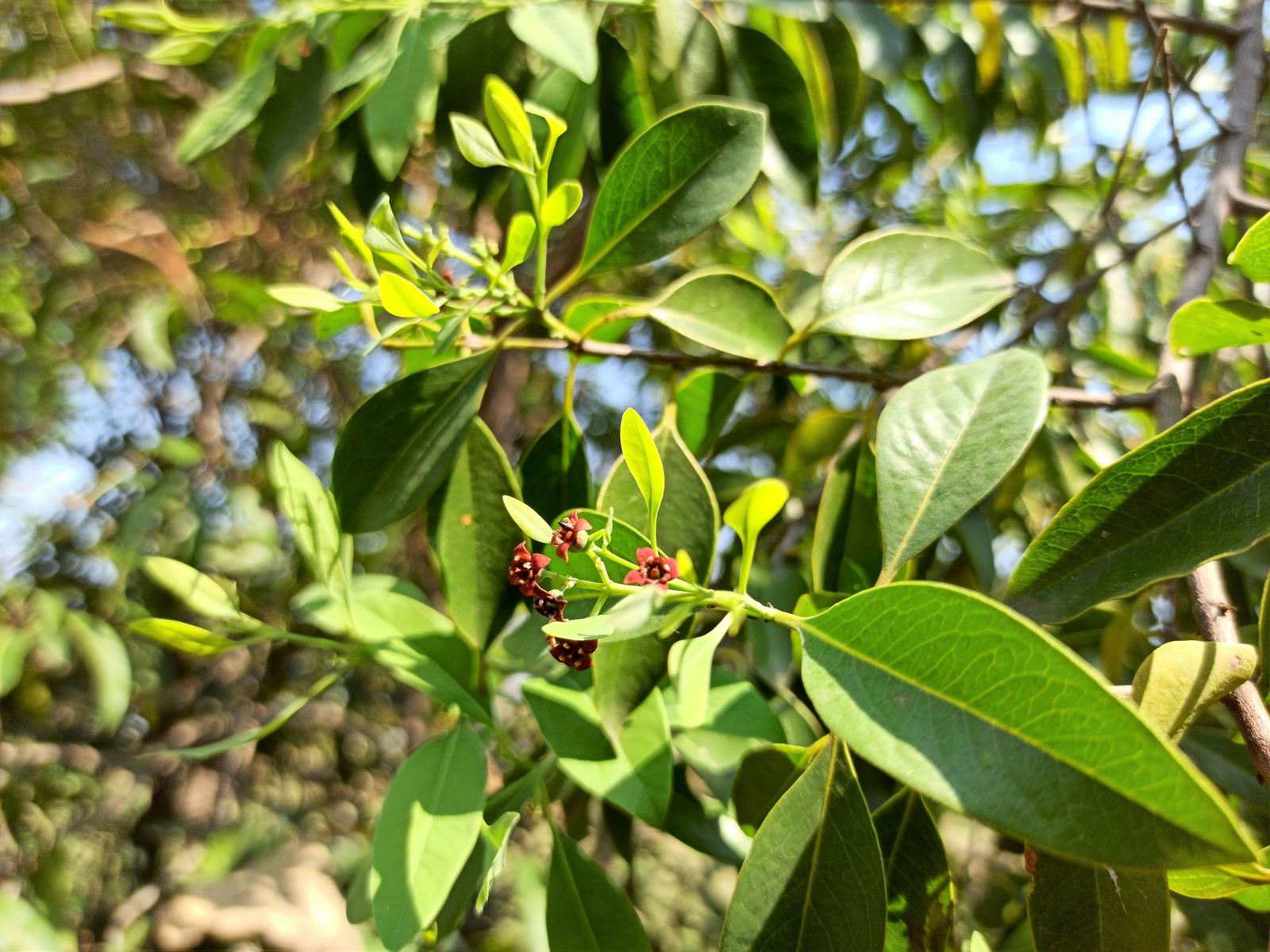 Seduzione Aromatiche: I Segreti del Sandalo nelle Arti Erboristiche e nella Bellezza Naturale