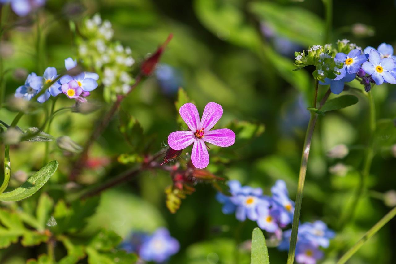 Saponaria: L’antico Detersivo della Natura che Rivoluziona il Verde Pulito!
