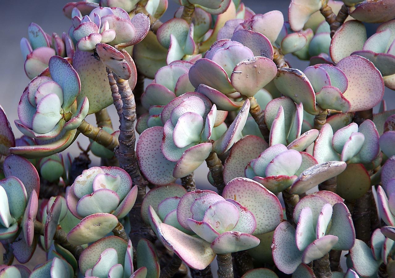 Sedum sensation: scopri i segreti delle piante grasse per rivoluzionare il tuo giardino!