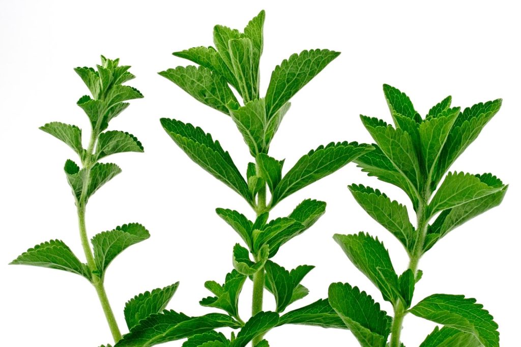 Stevia