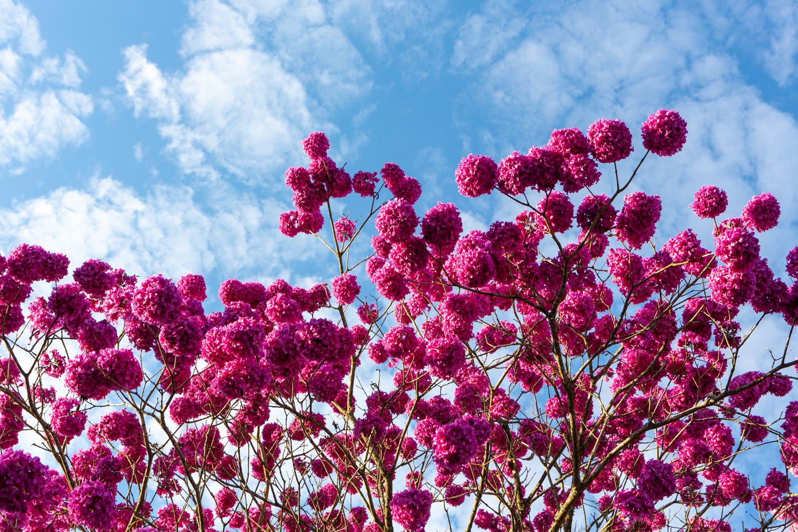 Il Miracolo della Tabebuia: Scopri l’Erba Tropicale che Sta Rivoluzionando il Benessere Naturale!