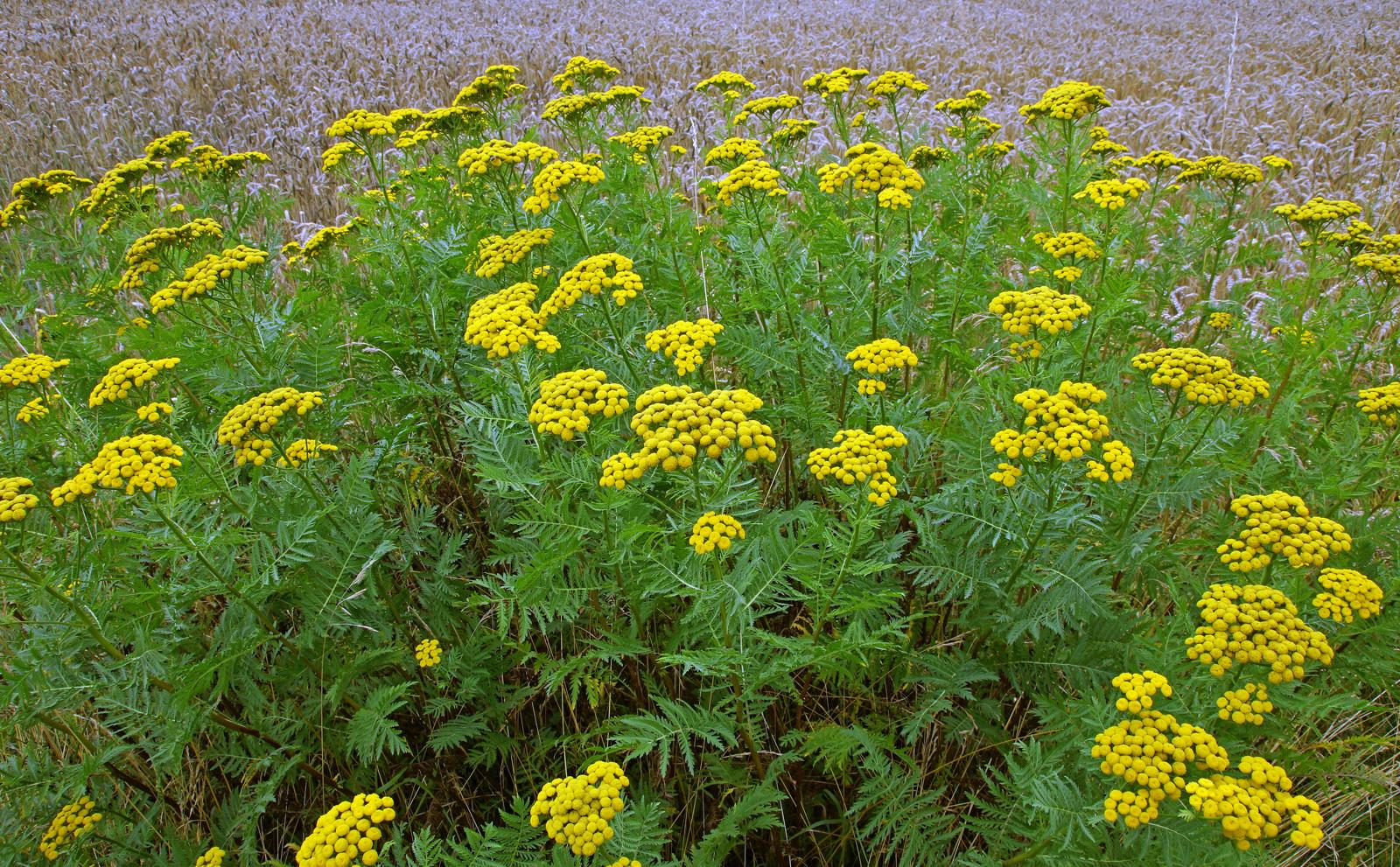 Tanaceto: La Pianta Miracolosa per un Giardino Sano e una Vita in Salute!
